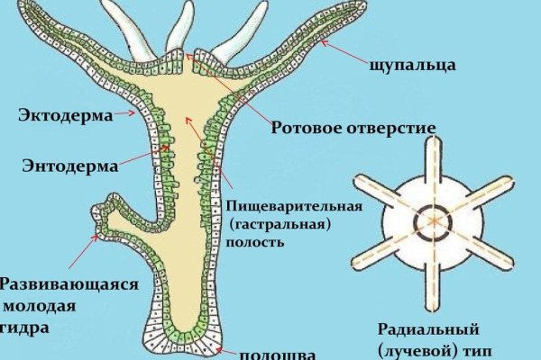 Замена hydra
