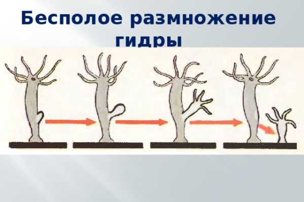 Даркнет заказ