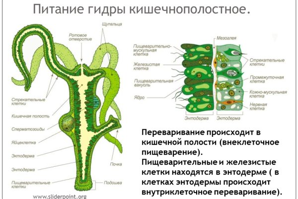 Gidra магазин